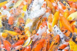 Colorful fancy koi fish. Carp fish photo