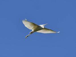 Little egret, Egretta garzetta, flying over the Bellus reservoir, Spain