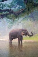 Elefante asiático en un río natural en Deep Forest, Tailandia foto