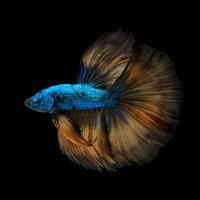 Betta fish or Siamese fighting fish in movement isolated on black background. photo