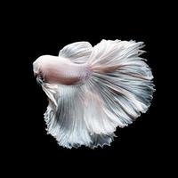 Betta fish or Siamese fighting fish in movement isolated on black background. photo