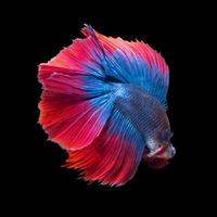 Betta fish or Siamese fighting fish in movement isolated on black background. photo