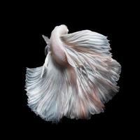 Betta fish or Siamese fighting fish in movement isolated on black background. photo