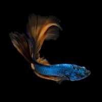 Betta fish or Siamese fighting fish in movement isolated on black background. photo