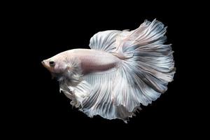 Siamese fighting fish in movement isolated on black background. photo