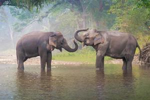 Elefantes asiáticos en un río natural en Deep Forest, Tailandia