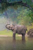 Elefantes asiáticos en un río natural en Deep Forest, Tailandia foto