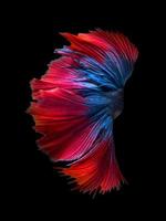 Close up art movement of Betta fish or Siamese fighting fish on black background