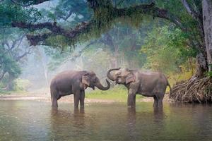 Asian Elephants in a natural river at deep forest, Thailand photo