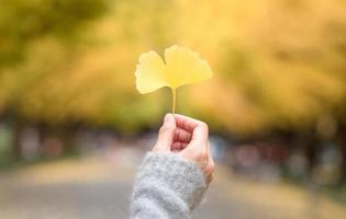Asian women holding autumn yellow ginkgo leafs on hand with blurred ginkgo tree in background photo