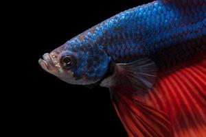 Close up art movement of Betta fish or Siamese fighting fish on black background photo