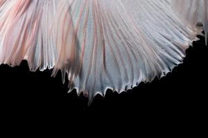 Close up art movement of Betta fish or Siamese fighting fish on black background photo