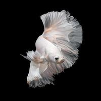 Close up art movement of Betta fish or Siamese fighting fish on black background photo