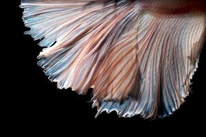 Close up art movement of Betta fish or Siamese fighting fish on black background photo