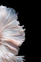 Abstract fine art of moving fish tail of Betta fish or Siamese fighting fish isolated on black background.