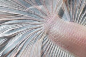 Close up art movement of Betta fish or Siamese fighting fish on black background photo