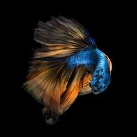 Close up art movement of Betta fish or Siamese fighting fish on black background photo