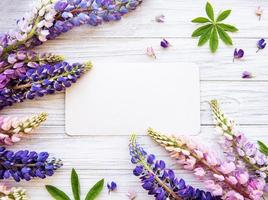 Pink and purple lupine flowers photo