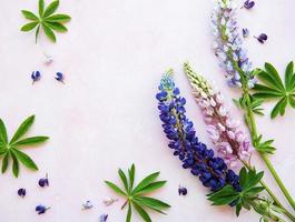 Pink and purple lupine flowers photo