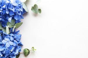 Blue hydrangea flowers photo