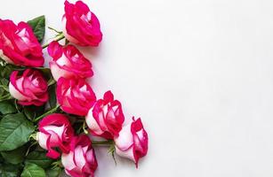 Red roses on a white background photo