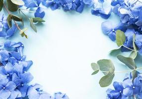 Blue hydrangea flowers photo