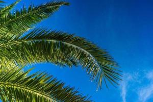 Green palm leaves photo