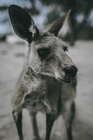 Kangaroo close up shot photo