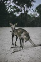 Kangaroo in nature photo