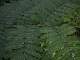 Green Leaves Background. Texture Background photo