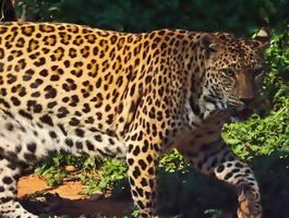 leopardo está caminando. foto