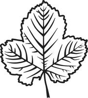 Maple leaf outline vector