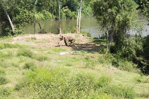 Elephant at the river. photo