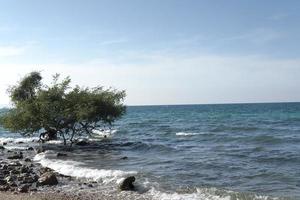 Tree in the water. photo