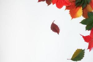 Autumn card. Yellow, bright leaves on a white background. Autumn texture from grape leaves of different colors photo