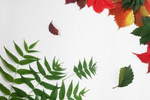 Autumn card. Yellow, bright leaves on a white background. Autumn texture from grape leaves of different colors photo