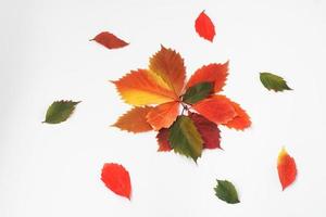 tarjeta de otoño. hojas amarillas y brillantes sobre un fondo blanco. Textura de otoño de hojas de parra de diferentes colores. foto