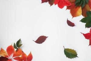Autumn card. Yellow, bright leaves on a white background. Autumn texture from grape leaves of different colors photo