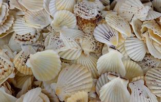 seashells background- summer content photo