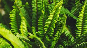 background nature fern exaltata. Green leaf. Full frame photo