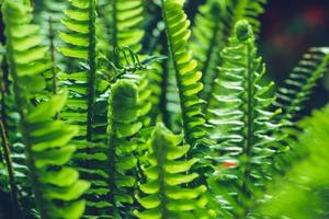 background nature fern exaltata. Green leaf. Full frame photo