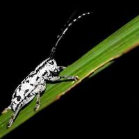 White and black insect Perched on a leaf photo