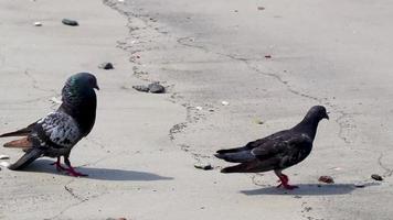 Pigeon birds try to make love on Botafogo Beach Brazil.