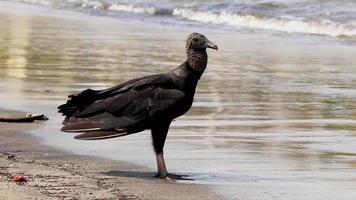 abutre-preto tropical na praia de botafogo rio de janeiro brasil.
