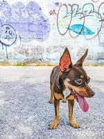 Perro chihuahua mexicano con pared de graffiti playa del carmen mexico.