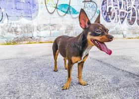 Mexican Chihuahua dog with graffiti wall Playa del Carmen Mexico. photo