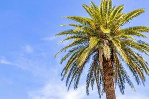 Palm tree with blue sky background San Jose Costa Rica. photo