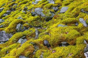 Stone rock texture with green yellow orange moss lichen Norway. photo