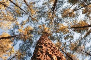 Looking up of pine trees in autumn forest on sunny day photo