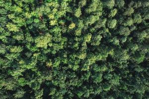 Aerial top view of green pine trees growing in the forest photo